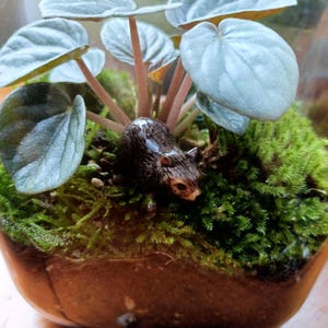 Może przedstawiać: Szklane terrarium zawierające małą zieloną roślinę o zaokrąglonych liściach, żywo zielony mech oraz brązową miniaturową figurkę małego zwierzęcia spoczywającą na ziemi. Przezroczysty szklany pojemnik pozwala na obserwację warstw ziemi i roślinności.
