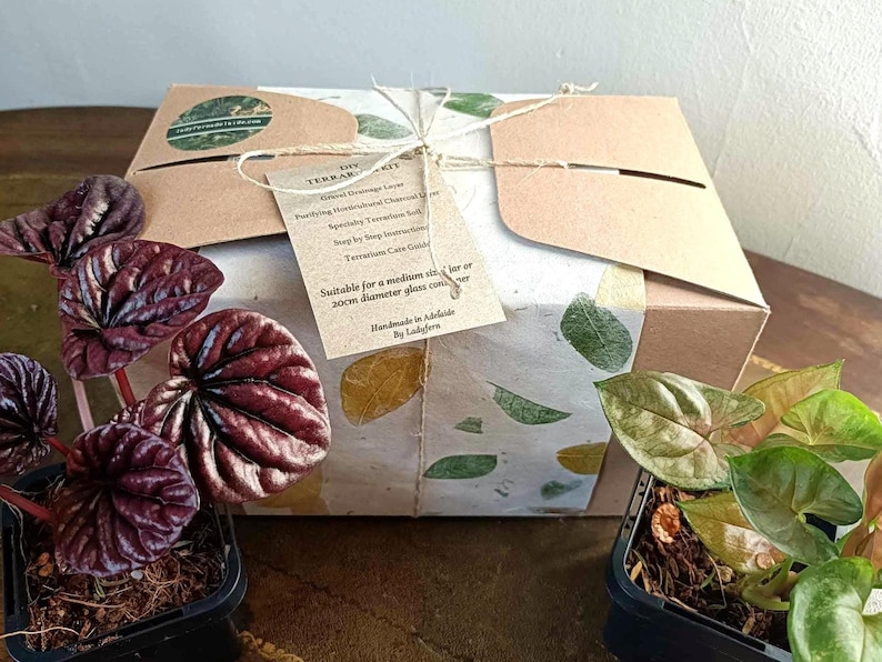 Puede incluir: Una caja de cart&oacute;n marr&oacute;n con una etiqueta de papel blanco que dice "Terrarium Kit". La etiqueta enumera el contenido del kit, incluyendo "Ground Greetings Layer", "Puffing Horticultural Charcoal", "Specialty Terrarium Soil", "Step by Step Instructions", "Terrarium Care Guide", y "Suitable for a medium size (20cm diameter glass container)". La caja est&aacute; atada con cuerda y tiene un patr&oacute;n de hojas verdes y amarillas en el lateral. Dos peque&ntilde;as plantas en maceta est&aacute;n en primer plano, una con hojas de color rojo oscuro y la otra con hojas verdes y blancas.