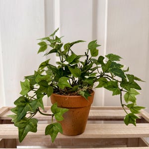 May include: A potted English ivy plant with green and white variegated leaves. The plant is in a small, terracotta-colored pot, sitting on a wooden crate. The background is a white, paneled wall.