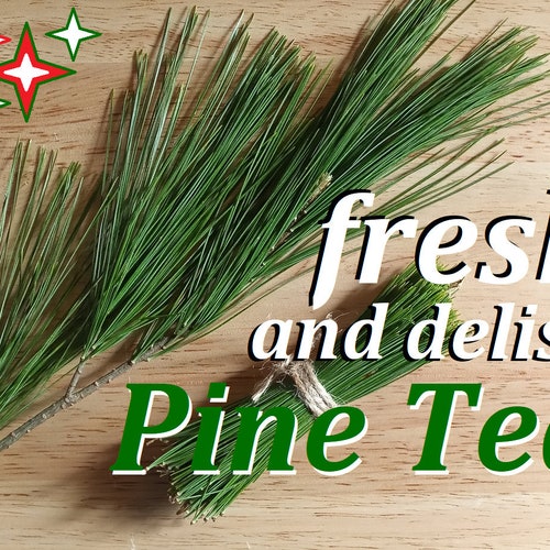 Fresh Maine White Pine Needles Wild Harvested High Quality Etsy