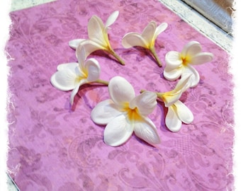 May include: Five white plumeria flowers with yellow centers arranged on a pink and white patterned surface.