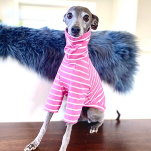 May include: A small, grey and white Italian Greyhound dog wearing a pink and white striped long-sleeved shirt. The dog is sitting on a wooden surface.
