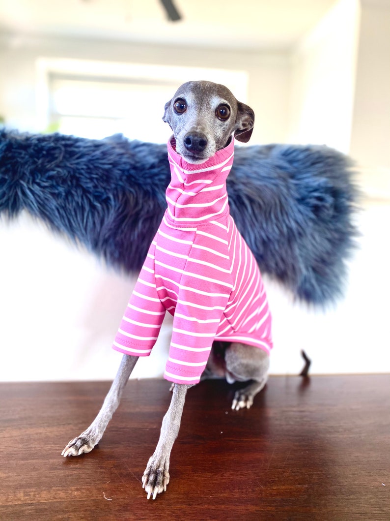 May include: A small, grey and white Italian Greyhound dog wearing a pink and white striped long-sleeved shirt. The dog is sitting on a wooden surface.