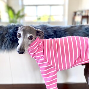 May include: A grey and white Italian Greyhound wearing a pink and white striped shirt. The dog is looking at the camera.