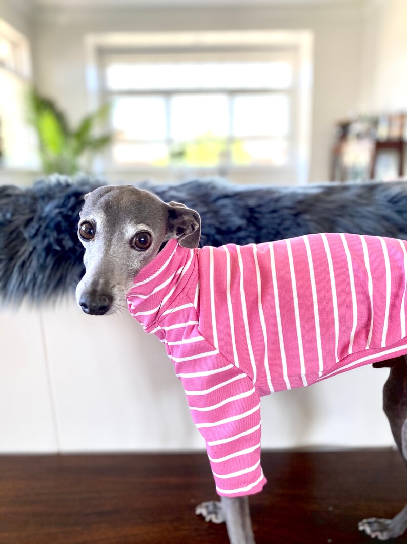 May include: A grey and white Italian Greyhound wearing a pink and white striped shirt. The dog is looking at the camera.