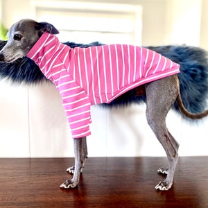 May include: A grey Italian Greyhound dog wearing a pink and white striped long-sleeved shirt.