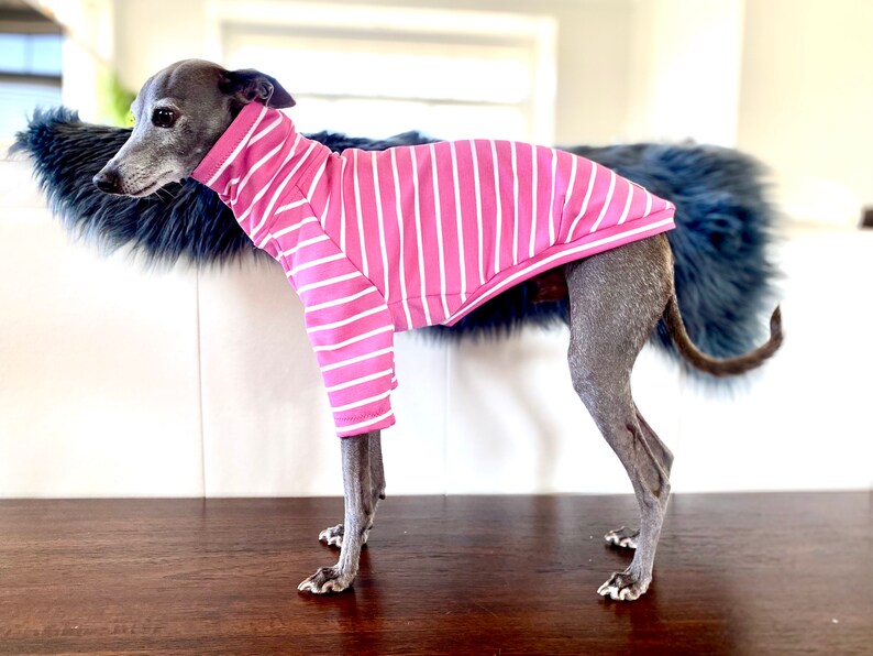 May include: A grey Italian Greyhound dog wearing a pink and white striped long-sleeved shirt.