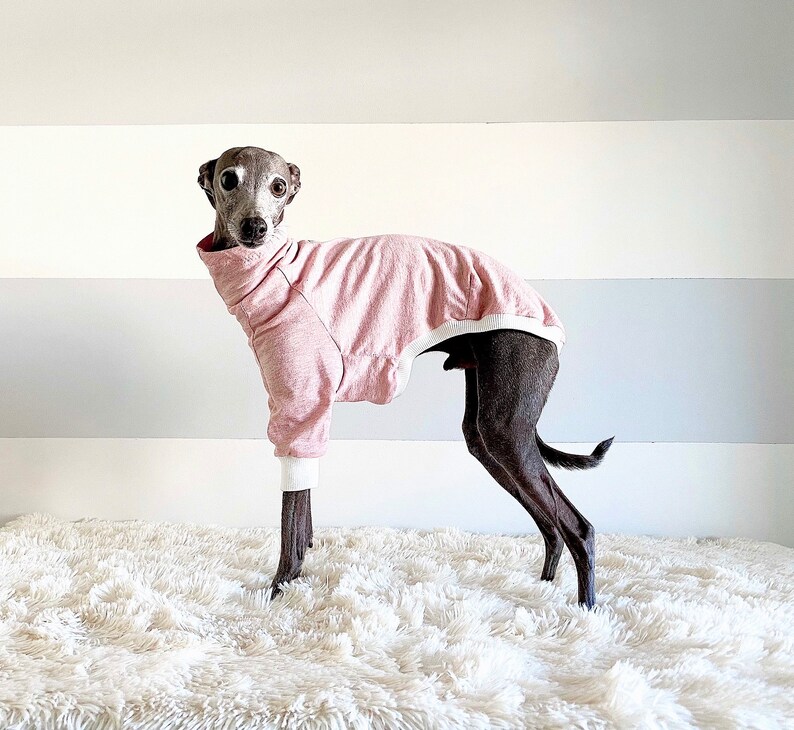 May include: A small, grey and brown Italian Greyhound dog wearing a pink sweater with white trim. The dog is standing on a white fluffy rug.