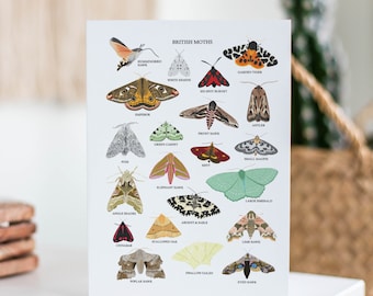 British Moths Card - Moth Greetings Card - Moth Card - Moth Wall Art - Moth Illustration - A6 Art Print - British Nature Card - UK Wildlife