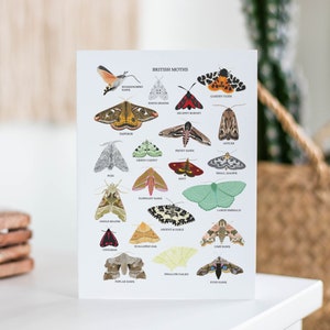 British Moths Card Moth Greetings Card Moth Card Moth Wall Art Moth Illustration A6 Art Print British Nature Card UK Wildlife image 1