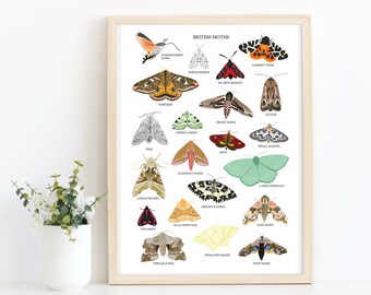 Moth Art Print - Etsy UK