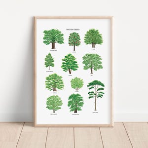 British Trees Print - Watercolour Tree Print - Tree Art Poster - Tree Illustration - Tree Chart - Tree Art Print - British Nature Art