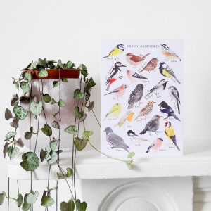 British Birds Card Greetings Card British Birds Print Bird Illustration British Nature Watercolour Birds Wildlife Postcard image 1