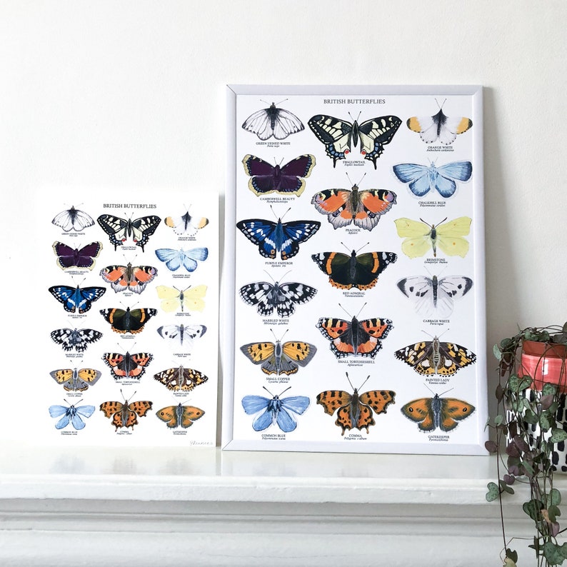 British Butterflies Print Butterfly Poster Butterfly Etsy UK