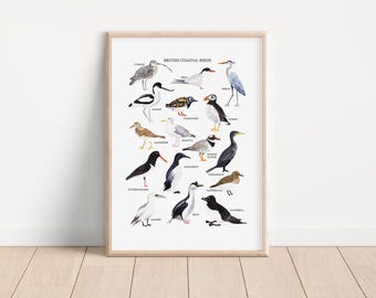 British Coastal Birds Print - Bird Illustration - Watercolour Art Print - Bird Gift - Bird Print - Coastal Wall Decor - Coastal Wall Art