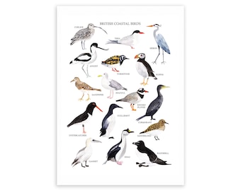 British Coastal Birds Print - Bird Illustration - Watercolour Art Print - Bird Gift - Bird Print - Coastal Wall Decor - Coastal Wall Art