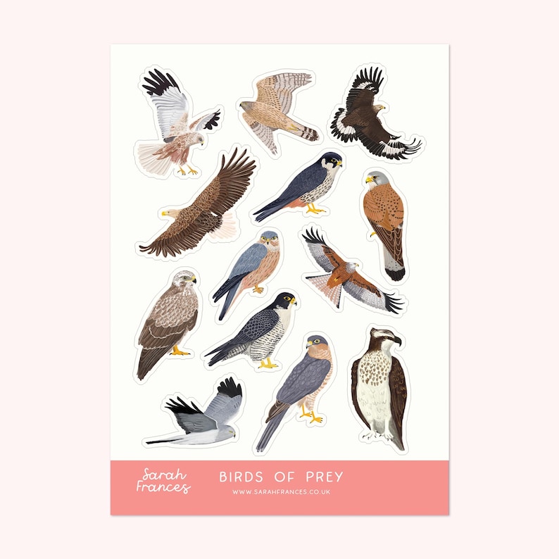 Pegatinas de aves rapaces británicas - Pegatinas de aves - Pegatinas para agenda de aves - Pegatinas para diario de viñetas de aves - Artículos de papelería de aves rapaces imagen 1