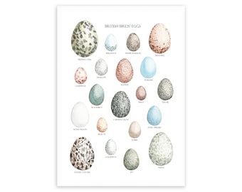 British Birds' Eggs Watercolour Art Print - Birds' Eggs Print - British Nature Art Print - Bird Eggs Print - Watercolour Egg Print