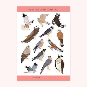 Adesivos de aves de rapina britânicas - Adesivos de pássaros - Adesivos para planejador de pássaros - Adesivos para diário de pássaros - Papelaria para aves de rapina
