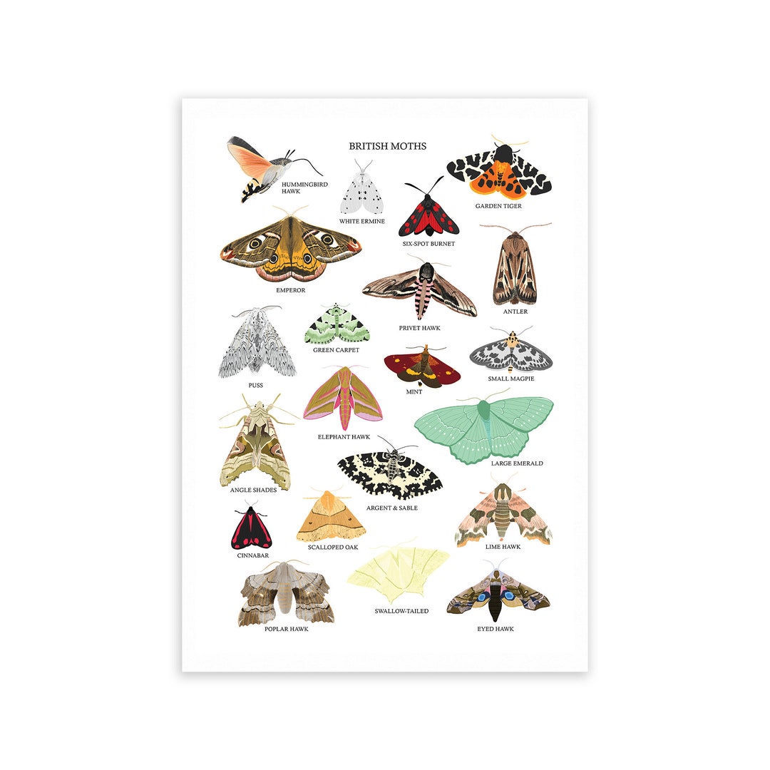 British Moths Print Moths Print Moths Gift Moth Illustration UK Moths ...