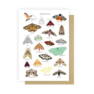 British Nature Card Pack British Nature Greetings Card Pack Greetings Card Set image 9