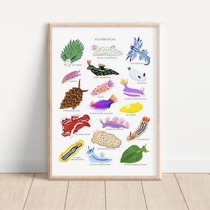 Nudibranch Print - Sea Slug Identification Print - Sea Slug Illustration - Nudibranch Illustration  - Nudibranch Art Print - Sea Slug Print