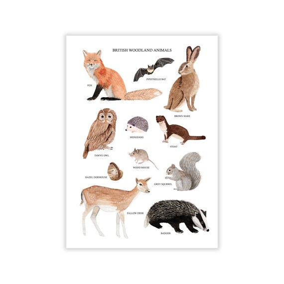 Woodland Animals Print British Wild Animal Print Wildlife - Etsy UK Woodland Animals Print British Wild Animal Print Wildlife - Etsy UK