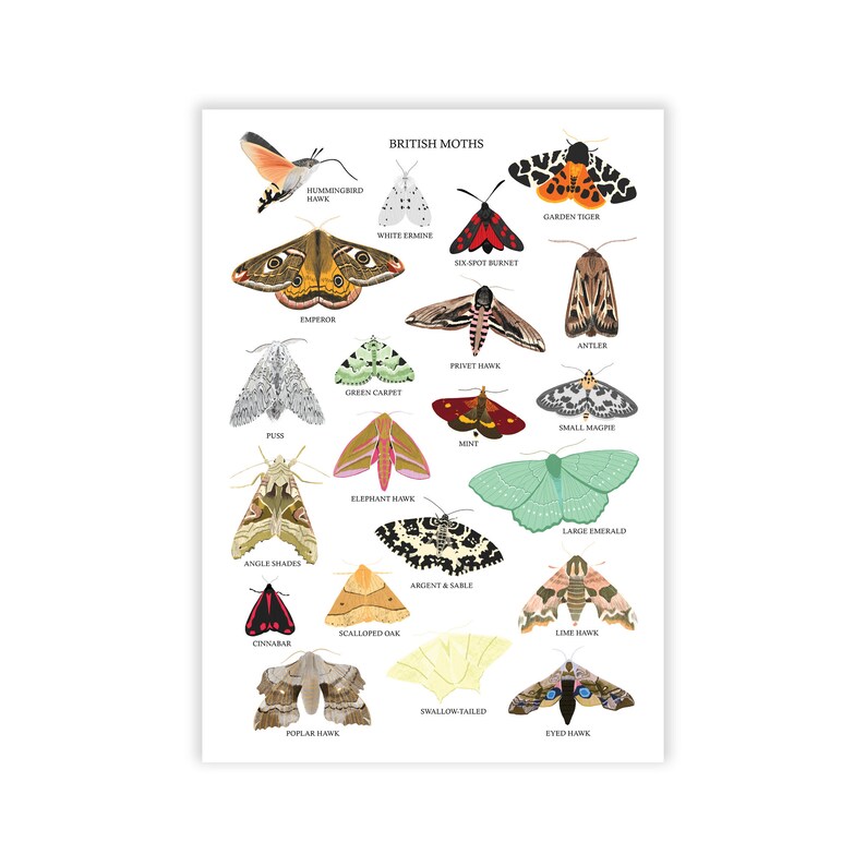 British Moths Print Moths Print Scientific Poster Print - Etsy UK