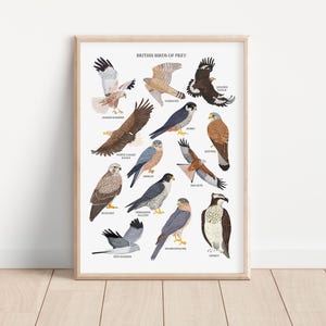 British Birds of Prey Print - Birds of Prey UK Art Print - Bird Gift - Birds of Prey Identification Chart - Birds Poster - Birds Print