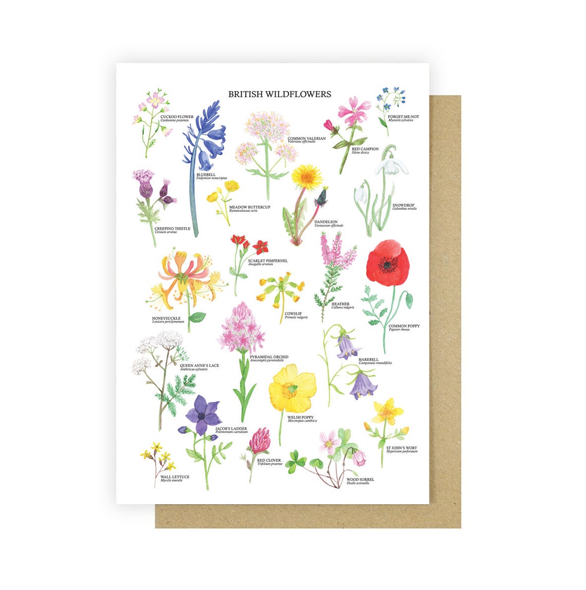 British Wildflowers Card Floral Greetings Card Wildflower Etsy