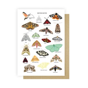 British Moths Card Moth Greetings Card Moth Card Moth Wall Art Moth Illustration A6 Art Print British Nature Card UK Wildlife image 2