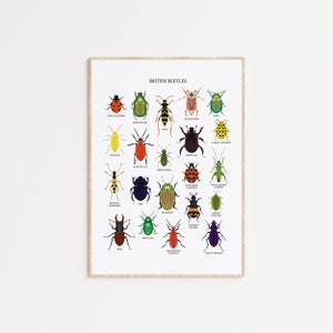 British Beetles Print - Beetles Print - Insect Poster Print - Beetle ...