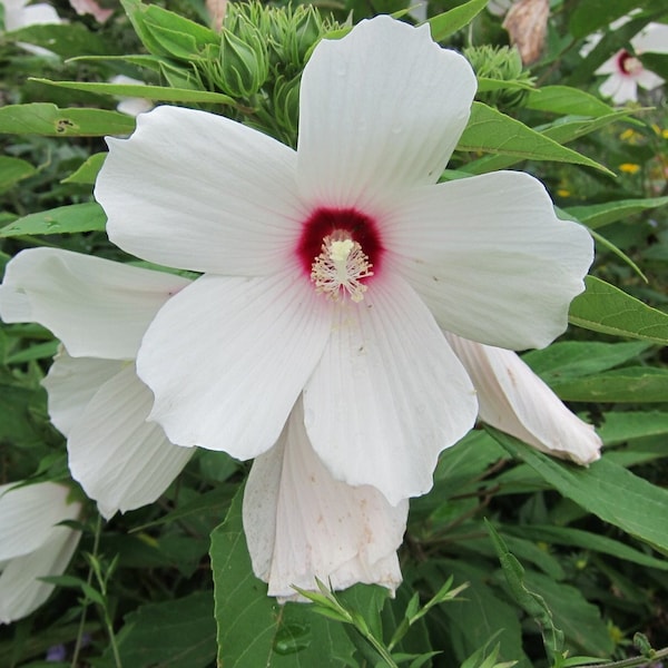 Rose Mallow Hibiscus Seeds, Native Plants Seed Packet, Hibiscus Moscheutos, Pollinator Garden Seeds, Hummingbird Plant Seeds, Swamp Mallow