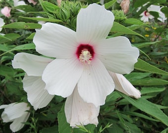 Rose Mallow Hibiscus Seeds, Native Plants Seed Packet, Hibiscus Moscheutos, Pollinator Garden Seeds, Hummingbird Plant Seeds, Swamp Mallow