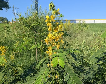 Wild Senna Seeds, Prairie Plant Seeds, Native Plant Seeds for Planting, Gardening Gifts, Pollinator Seed Packets Favor, Legume Seeds, Yellow