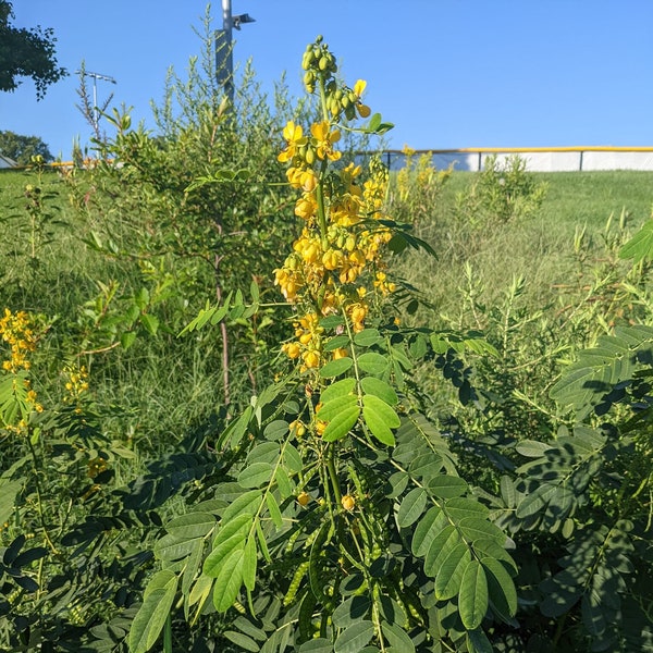 Wild Senna Seeds, Prairie Plant Seeds, Native Plant Seeds for Planting, Gardening Gifts, Pollinator Seed Packets Favor, Legume Seeds, Yellow