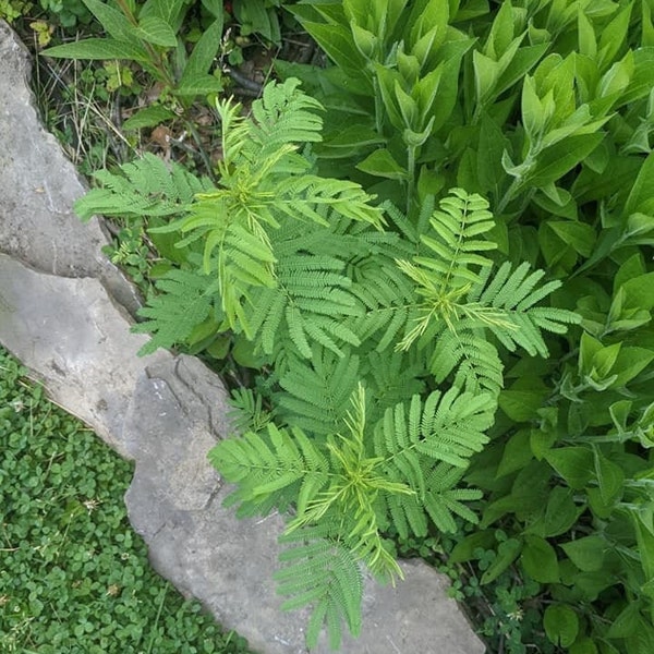 Illinois Bundle Flower Seeds, Native Plant Seeds for Planting, Legume Seeds, Prairie Flower Seeds White, Prairie Mimosa Seeds, Bundleweed