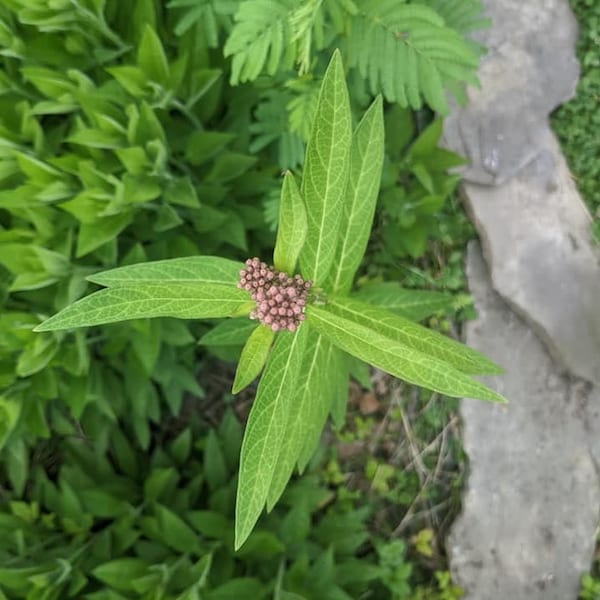 Swamp Milkweed Seeds, Native Plants Seed Packet, Asclepias Incarnata Seeds for Planting, Monarch Butterfly Plant Seeds, Pollinator Garden