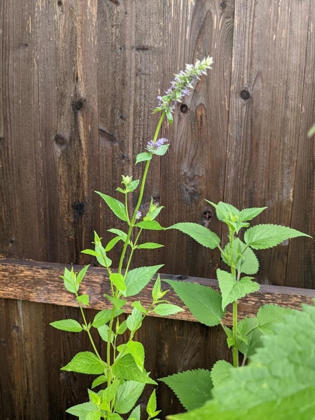 Anise Hyssop Seeds, Agastache Seeds for Planting, Pollinator Seeds