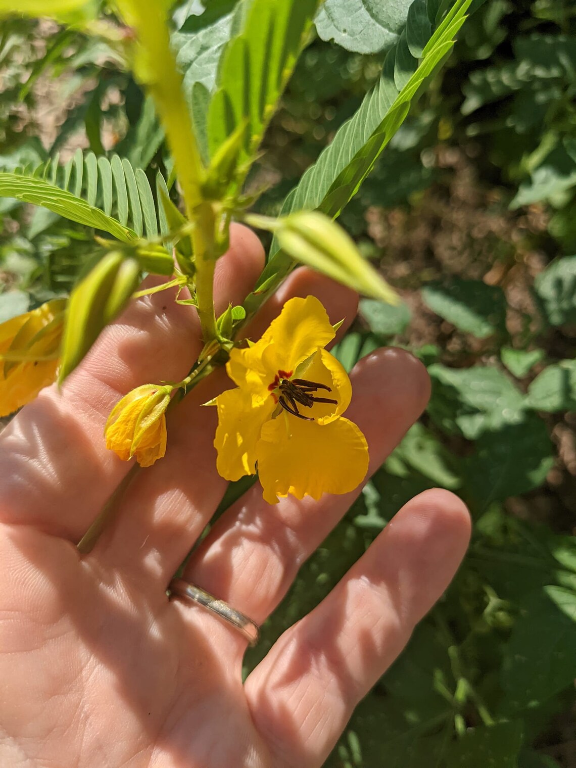 Partridge Pea Seeds Native Plant Seeds for Planting Etsy