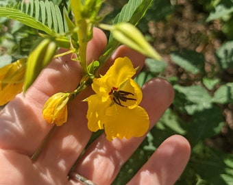 Partridge Pea Seeds, Native Plant Seeds for Planting, Gardening Gift for Her, Pollinator Seed Packets Favor, Sensitive Plant Seeds, Prairie