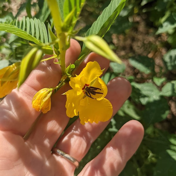 Partridge Pea Seeds, Native Plant Seeds for Planting, Gardening Gift for Her, Pollinator Seed Packets Favor, Sensitive Plant Seeds, Prairie