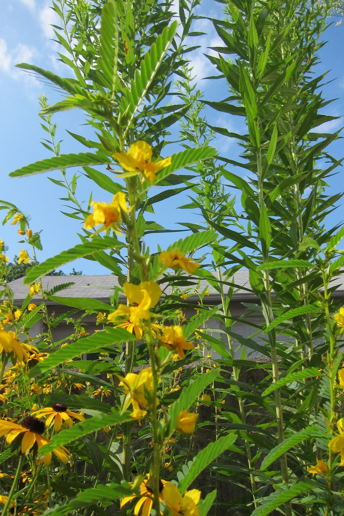 Partridge Pea Seeds Native Plant Seeds for Planting Etsy