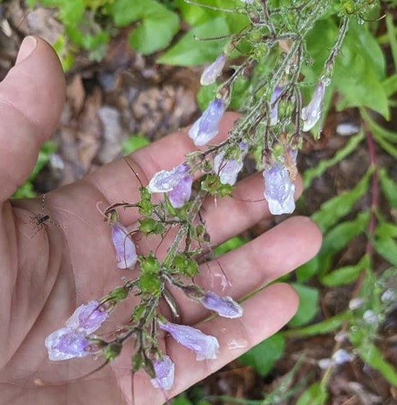 Penstemon Seeds for Plants Native Plant Seeds for Planting Etsy