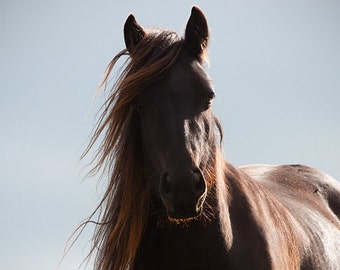 Horse wall art, horse decor, horse photography, equine art, rustic, brown, sepia, texture