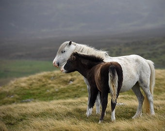 Horse photography, equine art, horse art, white horse, animal photograph, horse, home decor, welsh pony, horse print, mare and foal