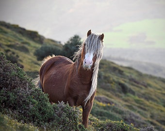 Horse photography, equine art, horse art, wild horse, animal photograph, horse, home decor, welsh pony, horse print, ranch decor