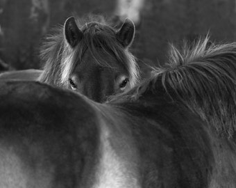 Black and white horse photo, fine art photography, animal photography, 8x8 12x12