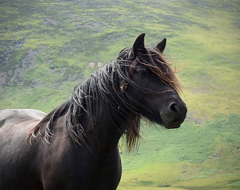 Horse photography, equine art, rustic art, brown horse, animal photograph, black horse, barn decor, fell pony