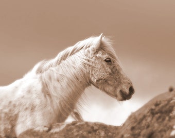 Horse photography, equine art, sepia horse art, white horse, animal photograph, horse, home decor, eriskay pony, horse print,